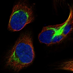Invitrogen DHX57 Polyclonal Antibody 100 &mu;L; Unconjugated:Antibodies,