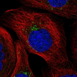 Invitrogen MITD1 Polyclonal Antibody 100 &mu;L; Unconjugated:Antibodies,