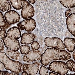 Invitrogen MITD1 Polyclonal Antibody 100 &mu;L; Unconjugated:Antibodies,