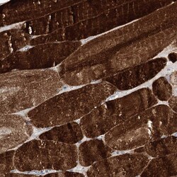 Invitrogen HELT Polyclonal Antibody 100 &mu;L; Unconjugated:Antibodies,