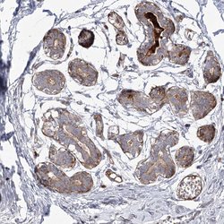 Invitrogen ANKRD23 Polyclonal Antibody 100 &mu;L; Unconjugated:Antibodies,