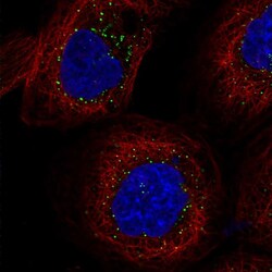 Invitrogen FAM98A Polyclonal Antibody 100 &mu;L; Unconjugated:Antibodies,