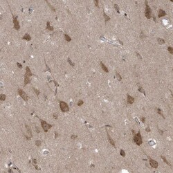 Invitrogen FAM98A Polyclonal Antibody 100 &mu;L; Unconjugated:Antibodies,
