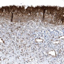 Invitrogen FAM98A Polyclonal Antibody 100 &mu;L; Unconjugated:Antibodies,