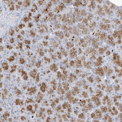 Invitrogen FAM98A Polyclonal Antibody 100 &mu;L; Unconjugated:Antibodies,