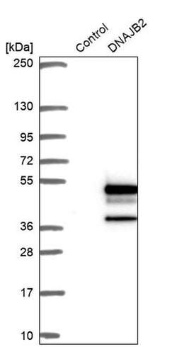 Invitrogen DNAJB2 Polyclonal Antibody 100 &mu;L; Unconjugated:Antibodies,