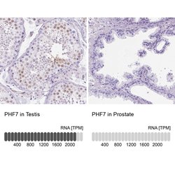 Invitrogen PHF7 Polyclonal Antibody 100 &mu;L; Unconjugated:Antibodies,