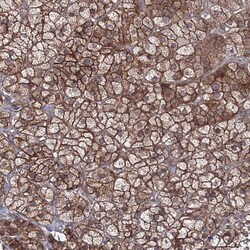 Invitrogen EXOC6 Polyclonal Antibody 100 &mu;L; Unconjugated:Antibodies,