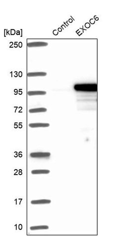 Invitrogen EXOC6 Polyclonal Antibody 100 &mu;L; Unconjugated:Antibodies,
