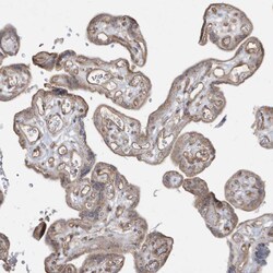 Invitrogen DNAJC12 Polyclonal Antibody 100 &mu;L; Unconjugated:Antibodies,
