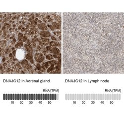 Invitrogen DNAJC12 Polyclonal Antibody 100 &mu;L; Unconjugated:Antibodies,