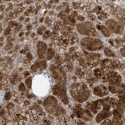 Invitrogen DNAJC12 Polyclonal Antibody 100 &mu;L; Unconjugated:Antibodies,