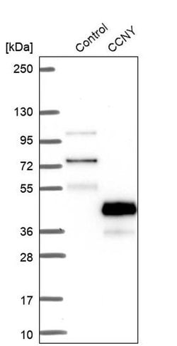 Invitrogen Cyclin Y Polyclonal Antibody 100 &mu;L; Unconjugated:Antibodies,