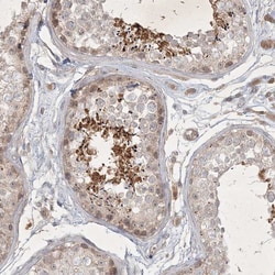 Invitrogen FAM44B Polyclonal Antibody 100 &mu;L; Unconjugated:Antibodies,
