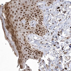 Invitrogen NPM3 Polyclonal Antibody 100 &mu;L; Unconjugated:Antibodies,