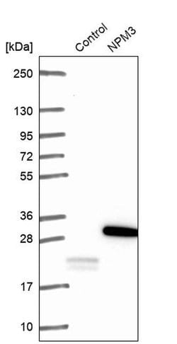 Invitrogen NPM3 Polyclonal Antibody 100 &mu;L; Unconjugated:Antibodies,