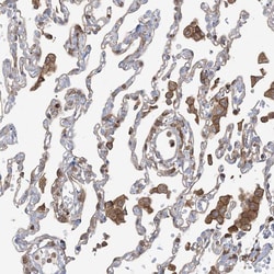 Invitrogen ARHGAP30 Polyclonal Antibody 100 &mu;L; Unconjugated:Antibodies,