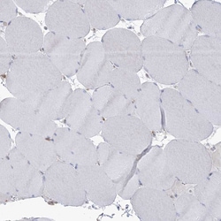 Invitrogen ARHGAP30 Polyclonal Antibody 100 &mu;L; Unconjugated:Antibodies,