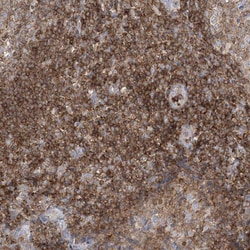 Invitrogen ARHGAP30 Polyclonal Antibody 100 &mu;L; Unconjugated:Antibodies,