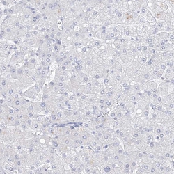 Invitrogen VSIG1 Polyclonal Antibody 100 &mu;L; Unconjugated:Antibodies,
