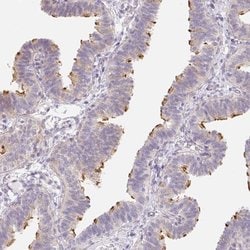 Invitrogen ZBBX Polyclonal Antibody 100 &mu;L; Unconjugated:Antibodies,