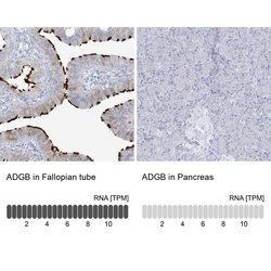 Invitrogen ADGB Polyclonal Antibody 100 &mu;L; Unconjugated:Antibodies,