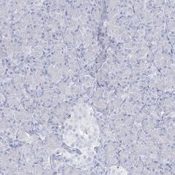 Invitrogen ADGB Polyclonal Antibody 100 &mu;L; Unconjugated:Antibodies,