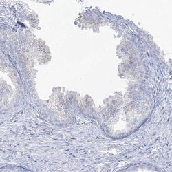 Invitrogen ADGB Polyclonal Antibody 100 &mu;L; Unconjugated:Antibodies,