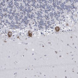 Invitrogen CU070 Polyclonal Antibody 100 &mu;L; Unconjugated:Antibodies,