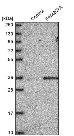 Invitrogen CU070 Polyclonal Antibody 100 &mu;L; Unconjugated:Antibodies,