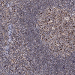 Invitrogen LACTB Polyclonal Antibody 100 &mu;L | Buy Online | Invitrogen&trade; | Fisher Scientific