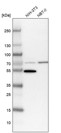 Invitrogen LACTB Polyclonal Antibody 100 &mu;L | Buy Online | Invitrogen&trade; | Fisher Scientific