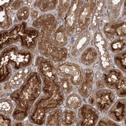 Invitrogen OBSL1 Polyclonal Antibody 100 &mu;L; Unconjugated:Antibodies,
