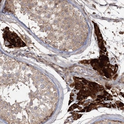 Invitrogen OBSL1 Polyclonal Antibody 100 &mu;L; Unconjugated:Antibodies,