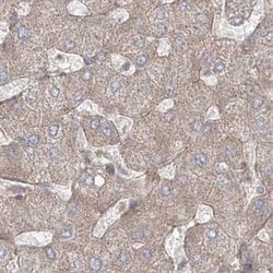 Invitrogen LRP130 Polyclonal Antibody 100 &mu;L; Unconjugated:Antibodies,