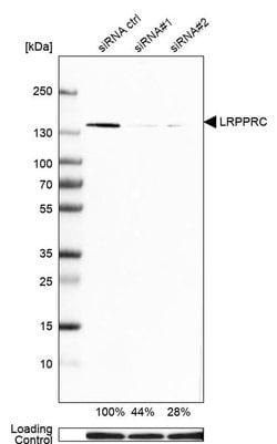 Invitrogen LRP130 Polyclonal Antibody 100 &mu;L; Unconjugated:Antibodies,