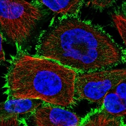 Invitrogen PCBD2 Polyclonal Antibody 100 &mu;L; Unconjugated:Antibodies,