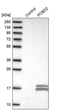 Invitrogen PCBD2 Polyclonal Antibody 100 &mu;L; Unconjugated:Antibodies,