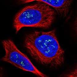 Invitrogen DMXL1 Polyclonal Antibody 100 &mu;L; Unconjugated:Antibodies,