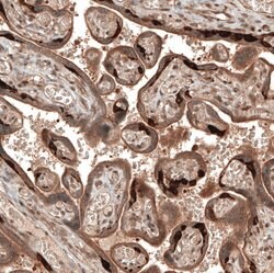Invitrogen DMXL1 Polyclonal Antibody 100 &mu;L; Unconjugated:Antibodies,