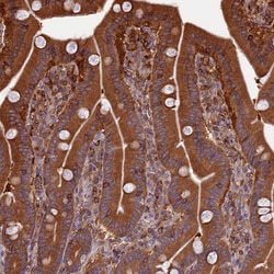 Invitrogen WDR1 Polyclonal Antibody 100 &mu;L; Unconjugated:Antibodies,