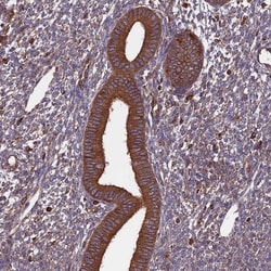 Invitrogen WDR1 Polyclonal Antibody 100 &mu;L; Unconjugated:Antibodies,