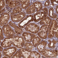 Invitrogen WDR1 Polyclonal Antibody 100 &mu;L; Unconjugated:Antibodies,