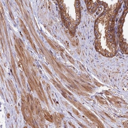 Invitrogen WDR1 Polyclonal Antibody 100 &mu;L; Unconjugated:Antibodies,