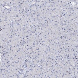 Invitrogen SAB Polyclonal Antibody 100 &mu;L | Buy Online | Invitrogen&trade; | Fisher Scientific