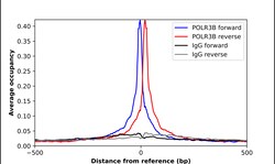 Invitrogen POLR3B Polyclonal Antibody 100 &mu;L | Buy Online | Invitrogen&trade; | Fisher Scientific