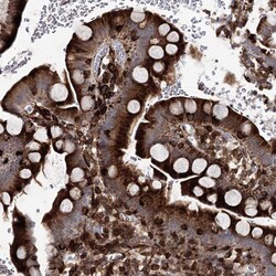 Invitrogen DCUN1D4 Polyclonal Antibody 100 &mu;L; Unconjugated:Antibodies,