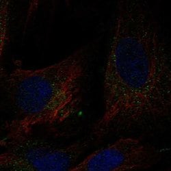 Invitrogen DCUN1D4 Polyclonal Antibody 100 &mu;L; Unconjugated:Antibodies,
