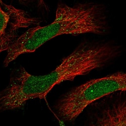 Invitrogen DCUN1D4 Polyclonal Antibody 100 &mu;L; Unconjugated:Antibodies,
