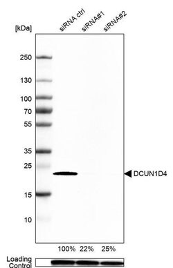 Invitrogen DCUN1D4 Polyclonal Antibody 100 &mu;L; Unconjugated:Antibodies,
